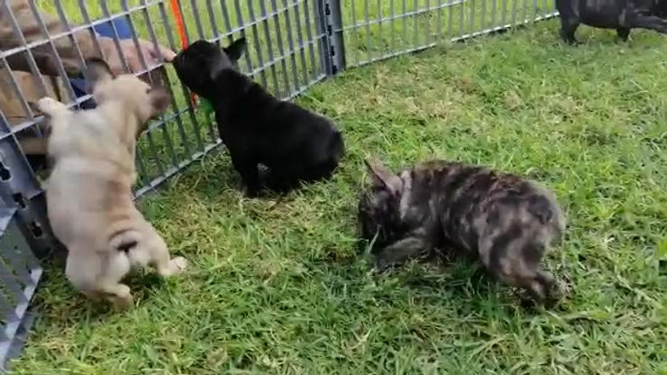 Puppies first time on grass 4.